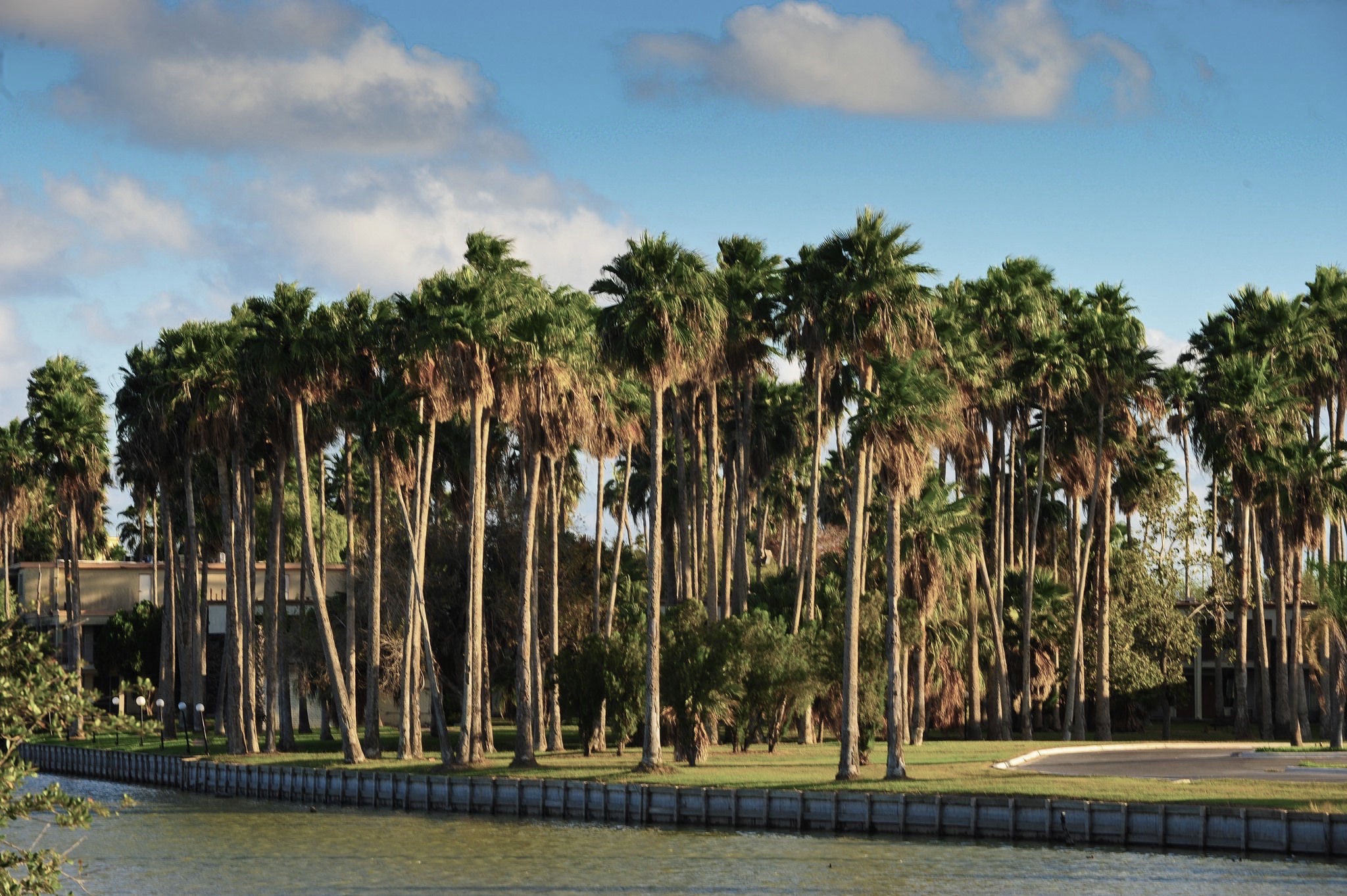 Palm trees on resaca in Rio Grande Valley