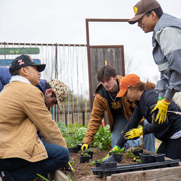 UT Austin Students volunteer with The Project working by planting in a garden